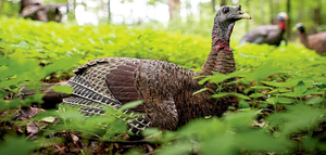 lot 49 image: Avian X Laydown Hen Decoy