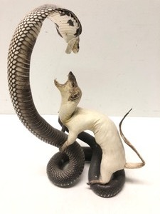 lot 110 image: Awesome Genuine Mongoose vs Cobra Snake Taxidermy Display