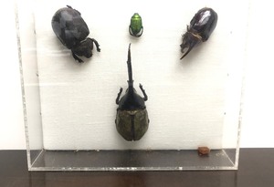 lot 116 image: Encased Large Insect Beetle Specimens