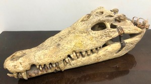 lot 2 image: LARGE Sepik River Papua New Guinea Tribal Used Crocodile Skull