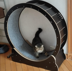 lot 457 image: Cat Exercise Wheel Treadmill for Indoor Cats