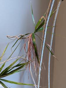 lot 63 image: Large Potted House Plant