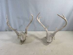 lot 85 image: (EC1) 2 Sets of Old Deer Antlers
