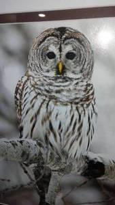 lot 131 image: Framed Owl Photograph, Anna.