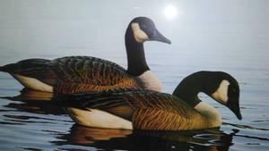 lot 342 image: Phil Scholar Print, Graceful Repose-Canda Geese.