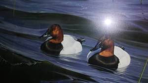 lot 343 image: Daniel Smith Print, 256580, Duck Theme.