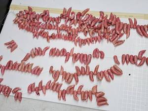 lot 29 image: Gemstone Bead Mix #15 Beads on a 16 inch String for jewelry making. 7 strands of Dyed Bamboo Coral