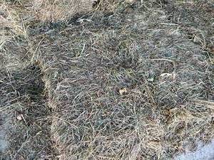 lot 101 image: Lot of 20 Small Square Grass Hay Bales - Fresh Cut This Summer