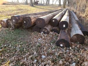 lot 108 image: Lot of Fourteen Telephone Poles - 12-14 Diameter,  28 Length