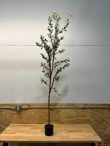 lot 69 image: NEARLY NATURAL 82 Olive Artificial Silk Trees Green