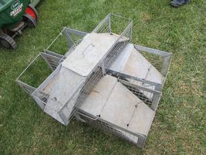 lot 96 image: (2) large and (1) medium size metal safe-catch live traps