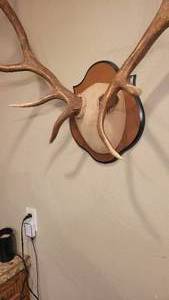 Colorado Elk Antlers 5 x 5