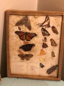 lot 140 image: Bug and butterfly collection