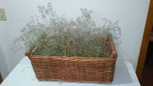 lot 659 image: Beautiful Basket full of Babies Breath.