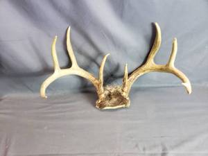 Deer Antlers