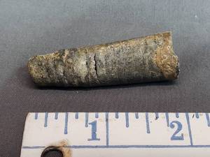 Orthoceras Sea Fossil