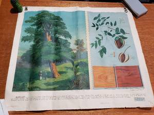 3 Vintage  A.J. Nystrom & Co. Educational Commercial Plants of the world - Mahogany, Tea, Coffee
