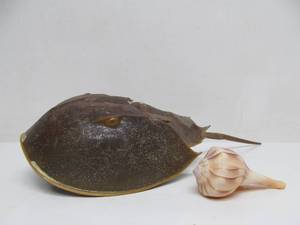 lot 11 image: Genuine Horseshoe Crab Specimen & Shell