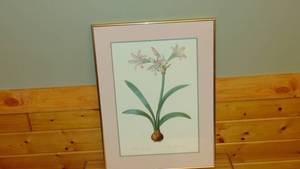 lot 74 image: Amaryllis Framed Print 20 x 27