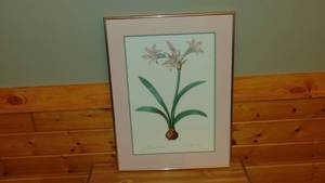 lot 77 image: Amaryllis Framed Print 20 x 27