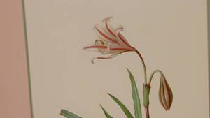 lot 79 image: Amaryllis Framed Print 20 x 27