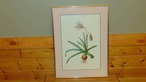 lot 80 image: Amaryllis Framed Print 20 x 27