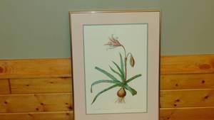 lot 81 image: Amaryllis Framed Print 20 x 27
