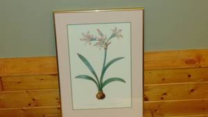 lot 82 image: Amaryllis Framed Print 20 x 27