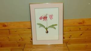 lot 83 image: Amaryllis Framed Print 20 x 27