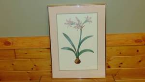 lot 84 image: Amaryllis Framed Print 20 x 27