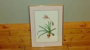 lot 85 image: Amaryllis Framed Print 20 x 27