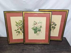 lot 131 image: Three Framed Botanical Prints By Rosa Towne