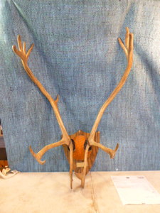 Wall Mounted Elk Antlers
