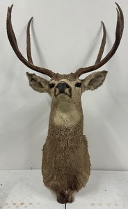 LARGE 6 point Whitetail Buck Mount with 27 inch spread