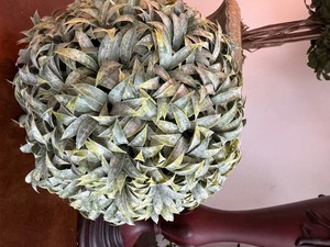 lot 81 image: Decorative Topiary Items