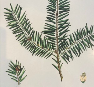 lot 146 image: Taxus Occidentalis Framed Print