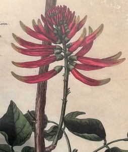 lot 205 image: Fine Floral Print