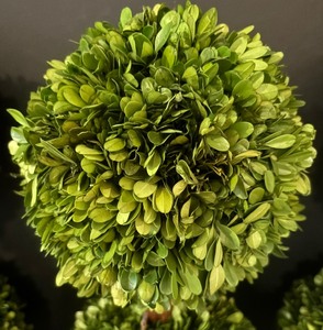 lot 308 image: Trio of Gorgeous Green 27 Topiaries