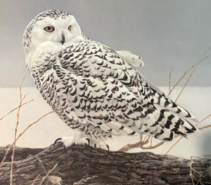 lot 311 image: Fallen Willow- Snowy Owl Limited Edition Signed Unframed Print by Robert Bateman