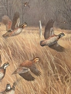 lot 314 image: Hazy Day-Bobwhites Limited Edition Signed Unframed Print by Maynard Reece