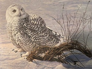 lot 175A image: Afternoon Glow-Snowy Owl Limited Edition Unframed Print by Robert Bateman