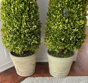 lot 342 image: Pair of Pretty Topiaries