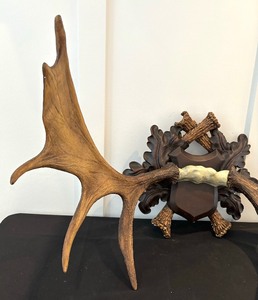 lot 377 image: Large Rustic Moose Antler Decor by Expo