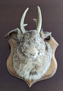 lot 585 image: Mounted Jackalope Head