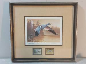 Framed Snow Goose Print By Daniel Smith