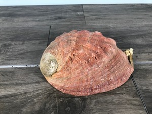 lot 230 image: RED ABALONE Shell Seashell