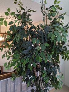 lot 65 image: Potted Faux Ficus Tree