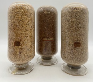 lot 13 image: Antique State Fair Seed Specimen Jars - Qty 3