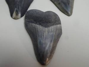 lot 393 image: Large collection of 10 Megalodon Shark Teeth largest 2 14