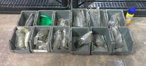 Lot of 12 Stackable Bins 5-12 x 3 and Various Size BradTac6 Penny Nails